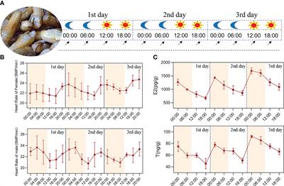 Circadian clock genes Bmal1 and Period may regulate nocturnal spawning by controlling sex hormone secretion in razor clam Sinonovacula constricta